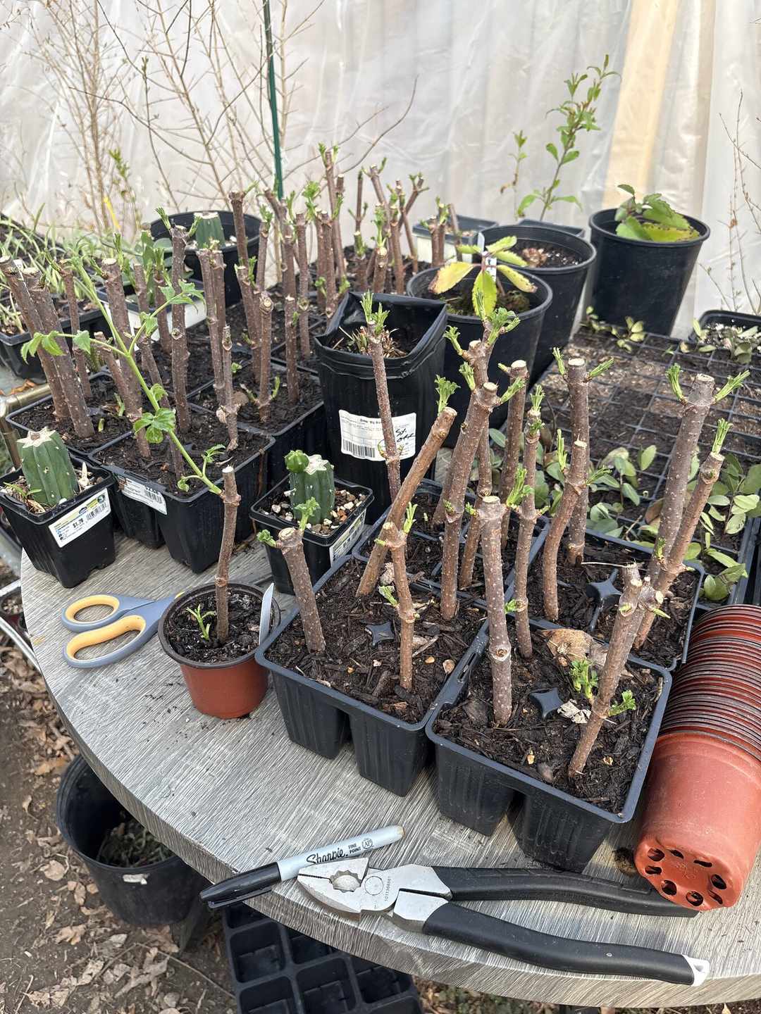 Elderberry Cultivation Guide